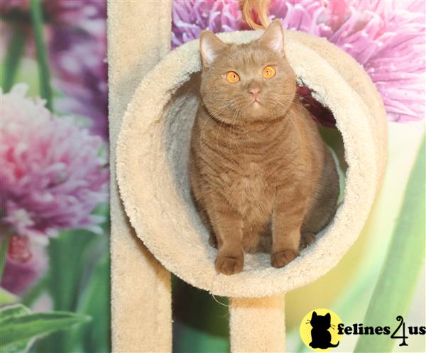 BritishRoyalCats.com Picture 3